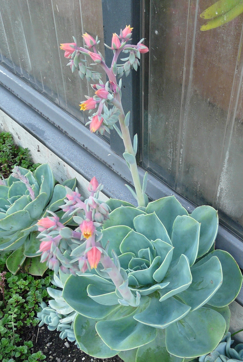 玉凤 Echeveria Imbricata