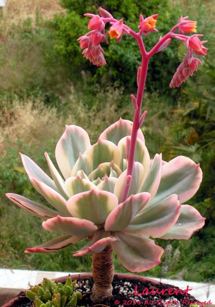 玉凤 Echeveria Imbricata 锦化