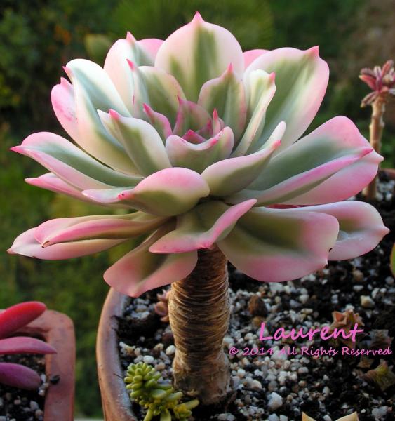 玉凤 Echeveria Imbricata 锦化