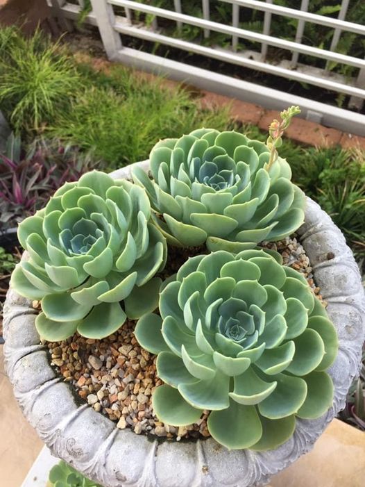 玉凤 Echeveria Imbricata