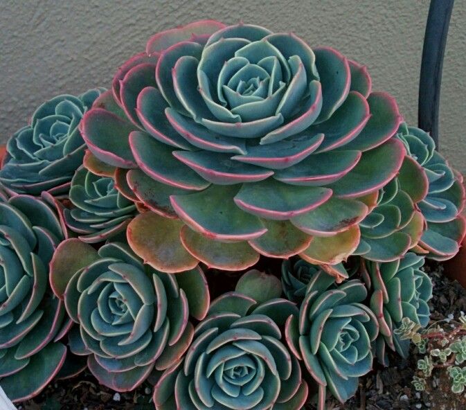 玉凤 Echeveria Imbricata