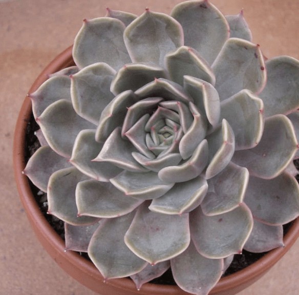 Latte Rose