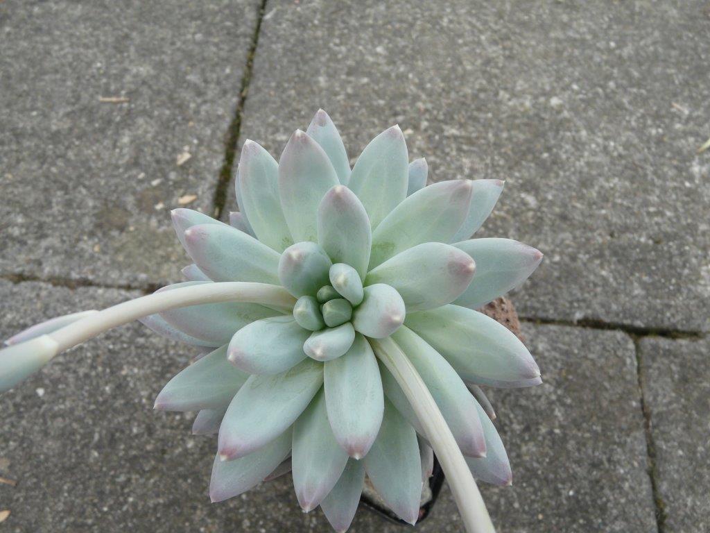 劳菲 xPachyveria 'Laufey'