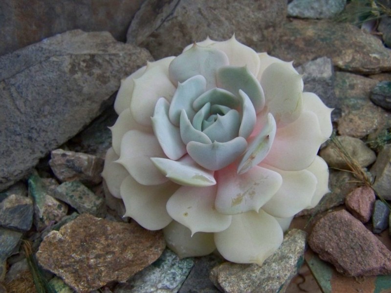 雪莲 x 月影，Echeveria Marga