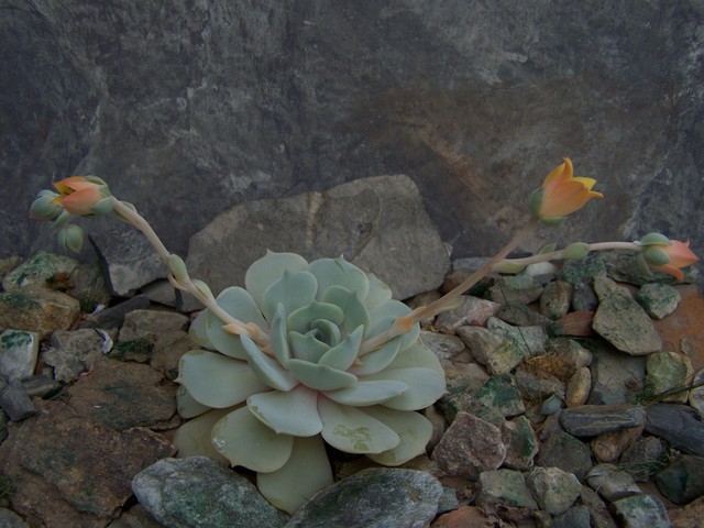 雪莲 x 月影，Echeveria Marga