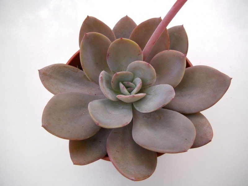 尼维娅 Echeveria 'Nivea'