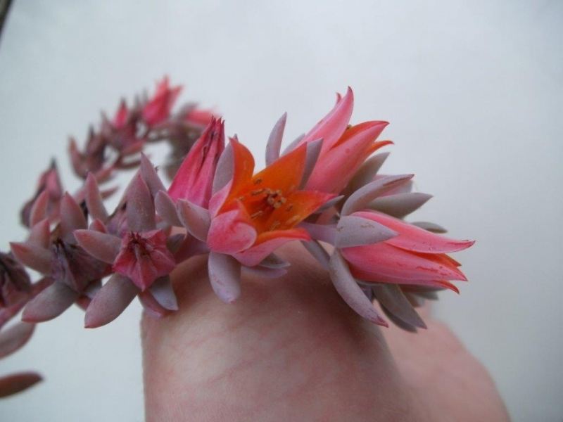 尼维娅 Echeveria 'Nivea'