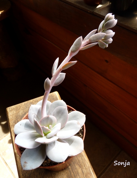 尼维娅 Echeveria 'Nivea'