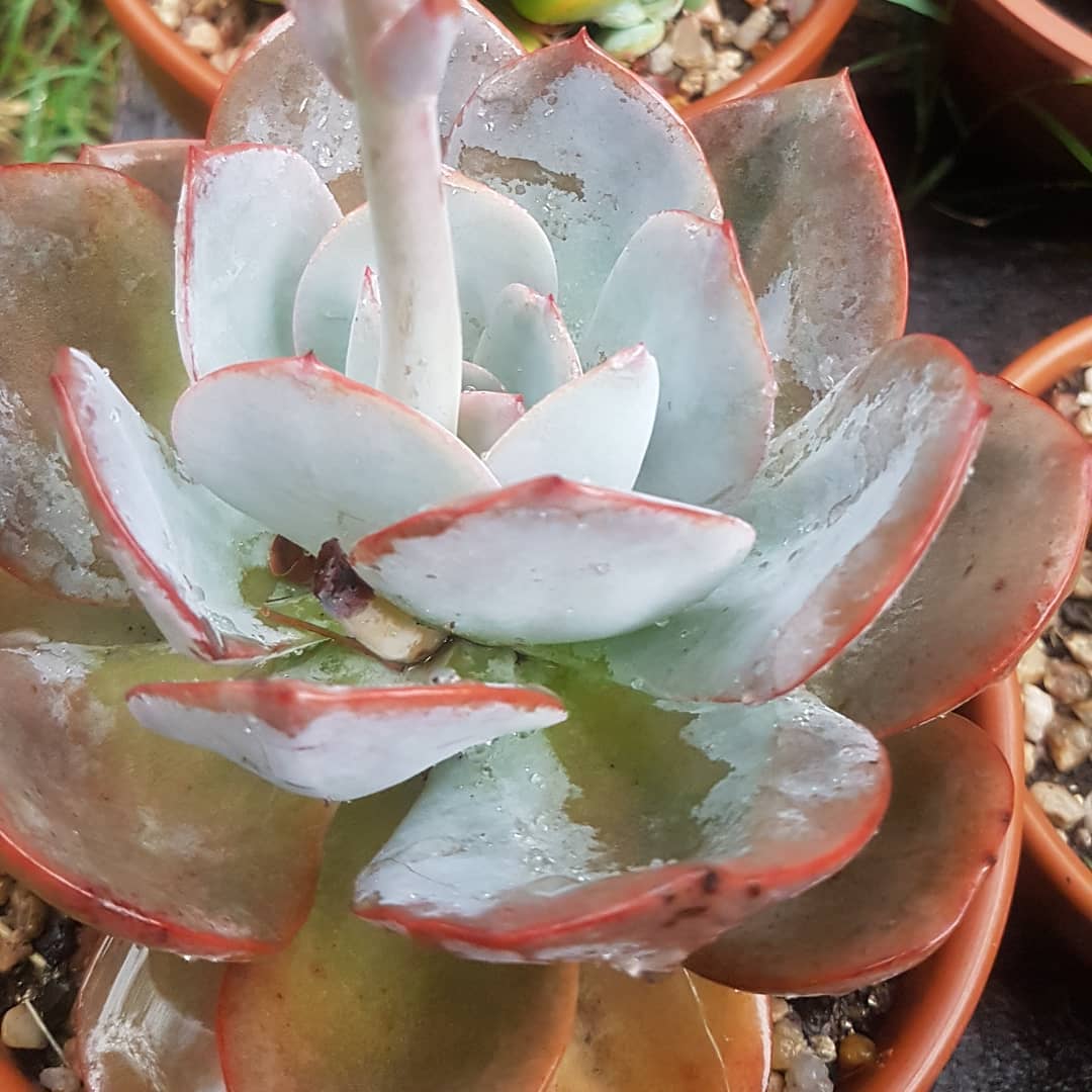 尼维娅 Echeveria 'Nivea'