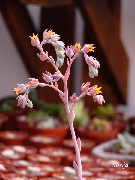 尼维娅 Echeveria 'Nivea'
