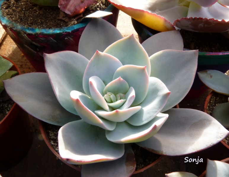 尼维娅 Echeveria 'Nivea'