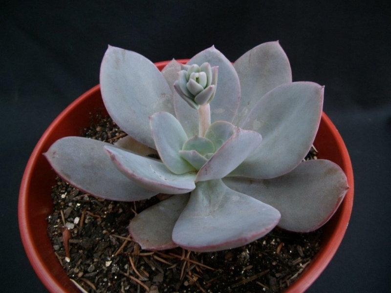 尼维娅 Echeveria 'Nivea'