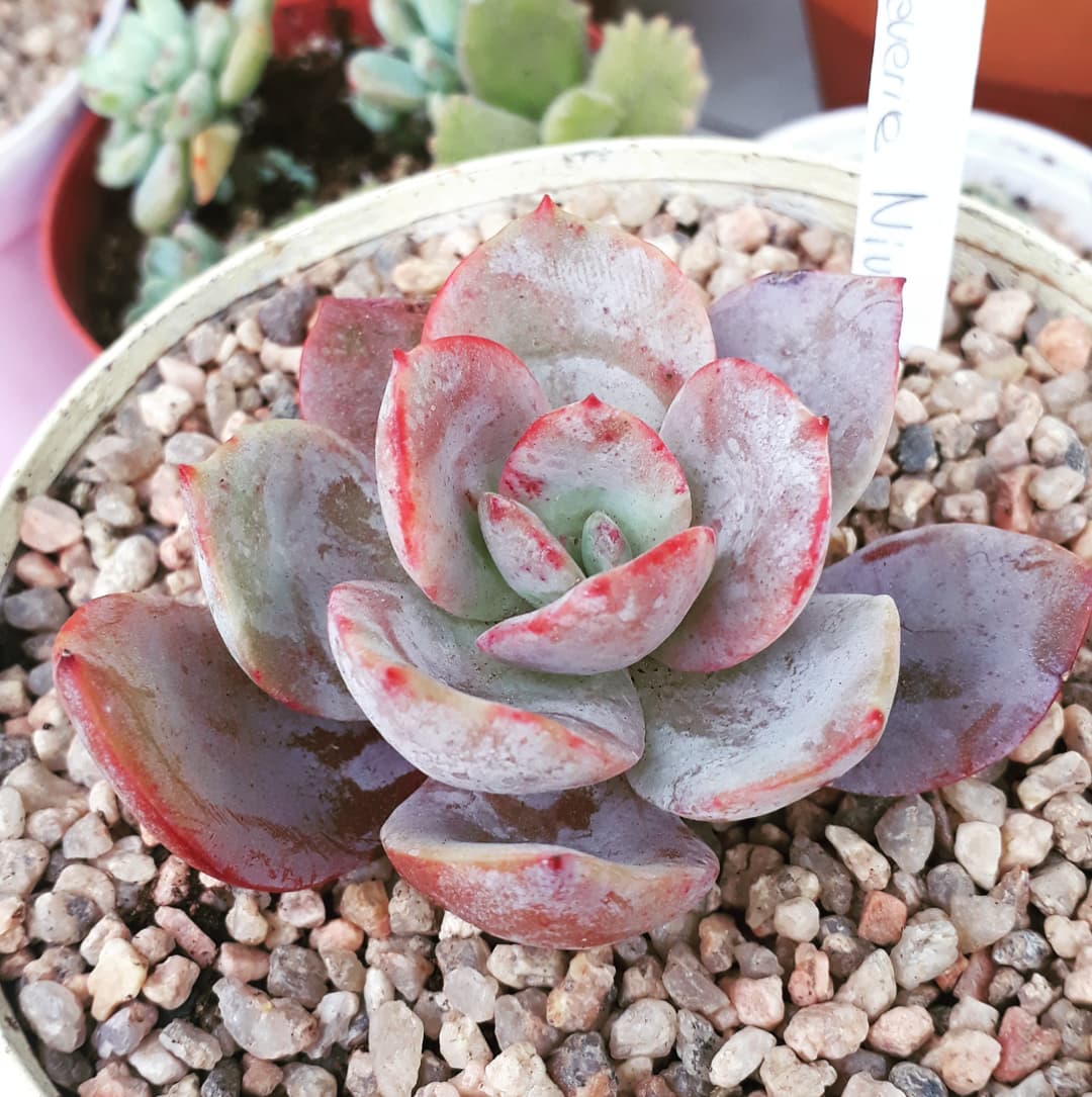 尼维娅 Echeveria 'Nivea'