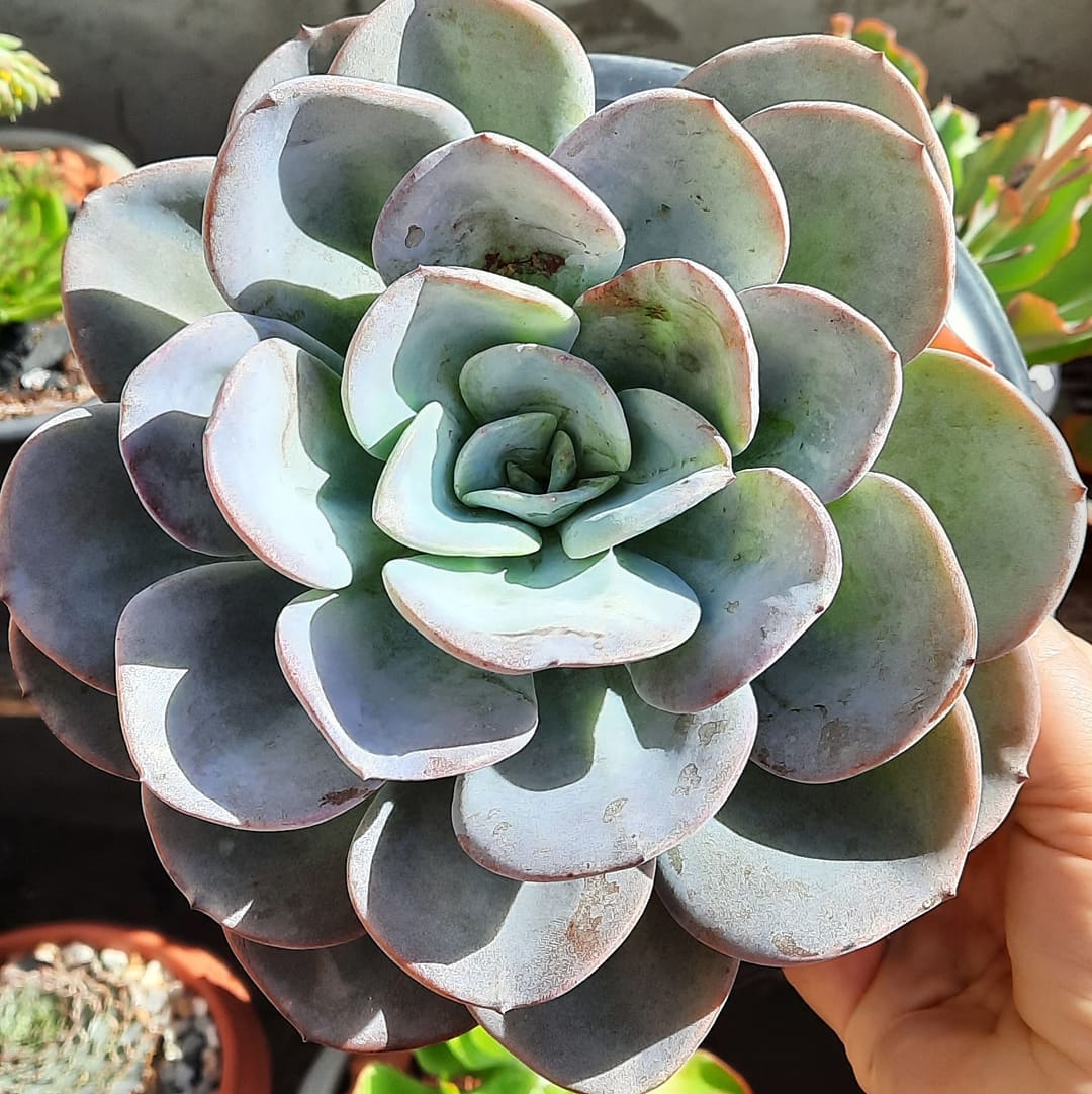尼维娅 Echeveria 'Nivea'