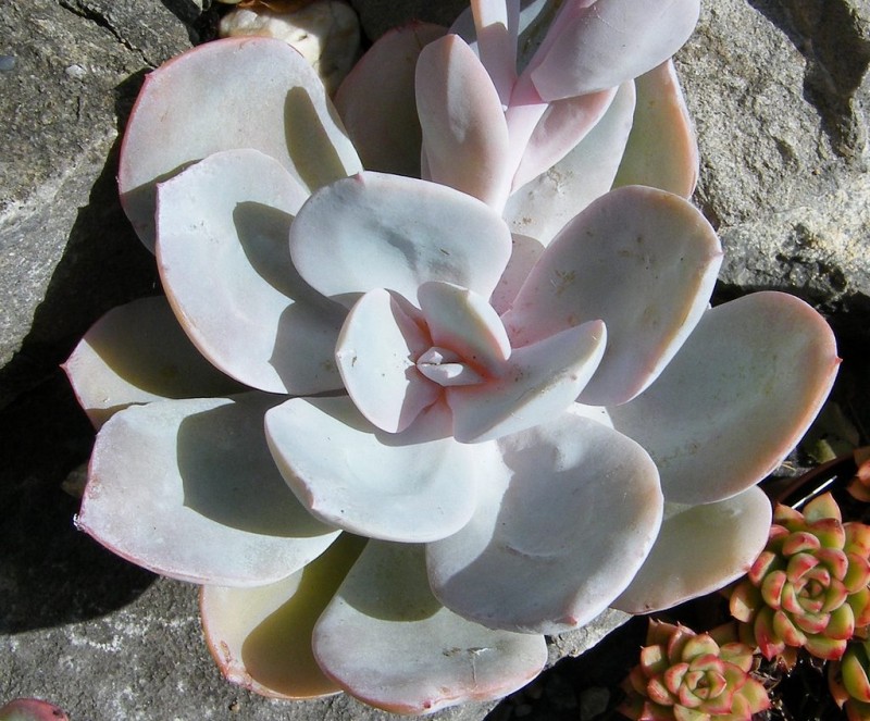  帕缇娜 Echeveria 'Patina'