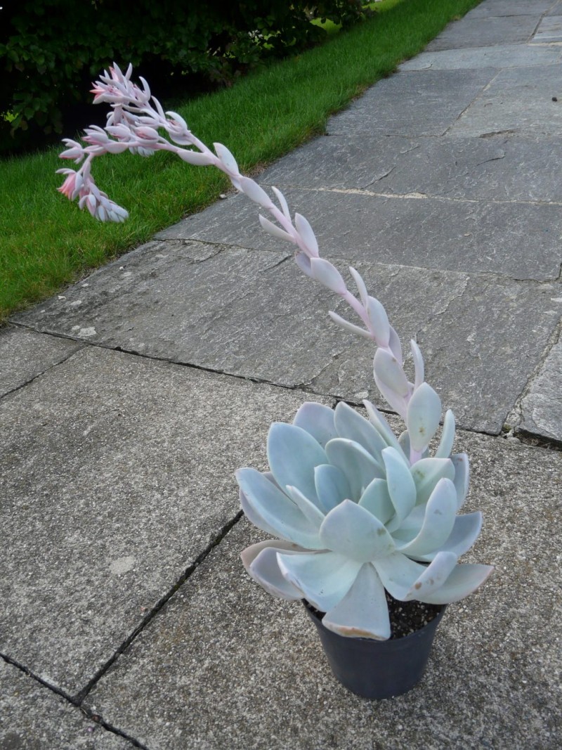  帕缇娜 Echeveria 'Patina'