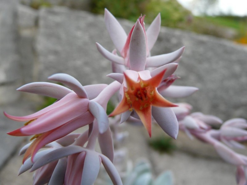  帕缇娜 Echeveria 'Patina'