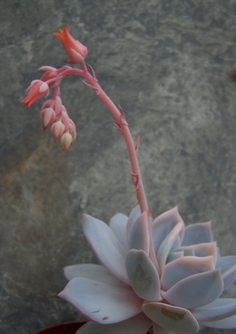 珍珠 Echeveria 'Pearl' 