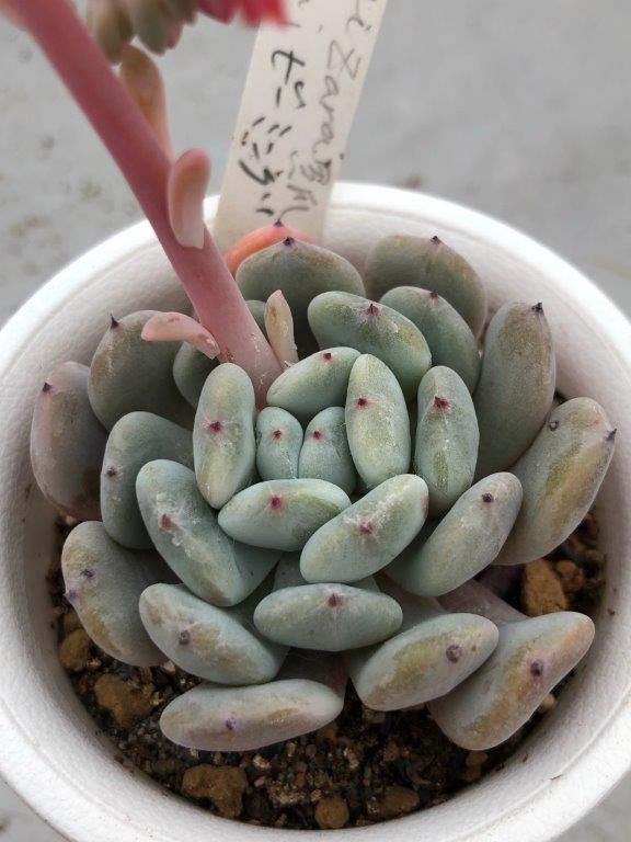 雪莲系，和黑爪同亲本 Echeveria 'Plump'