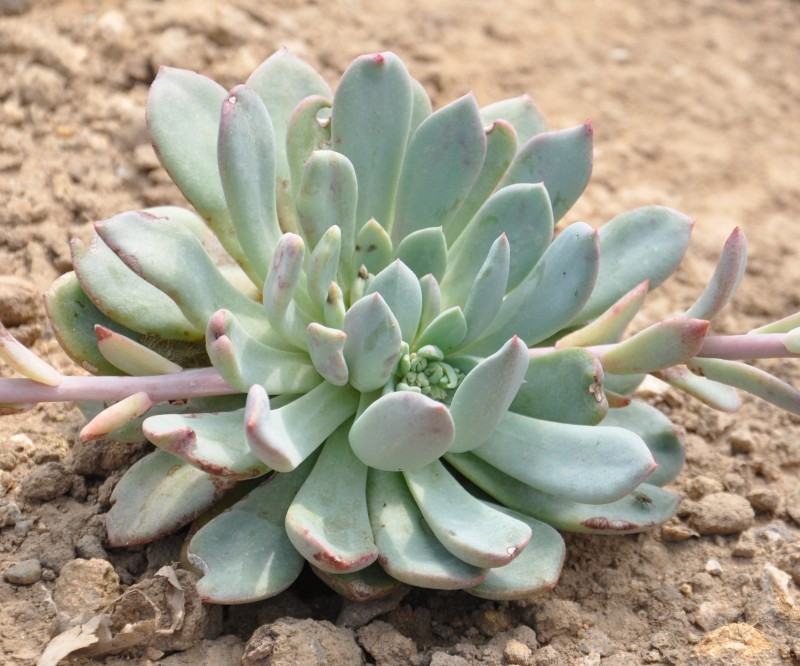 Echeveria  Sarcelle