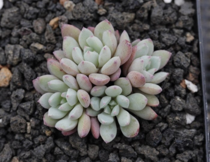 Echeveria  Sarcelle