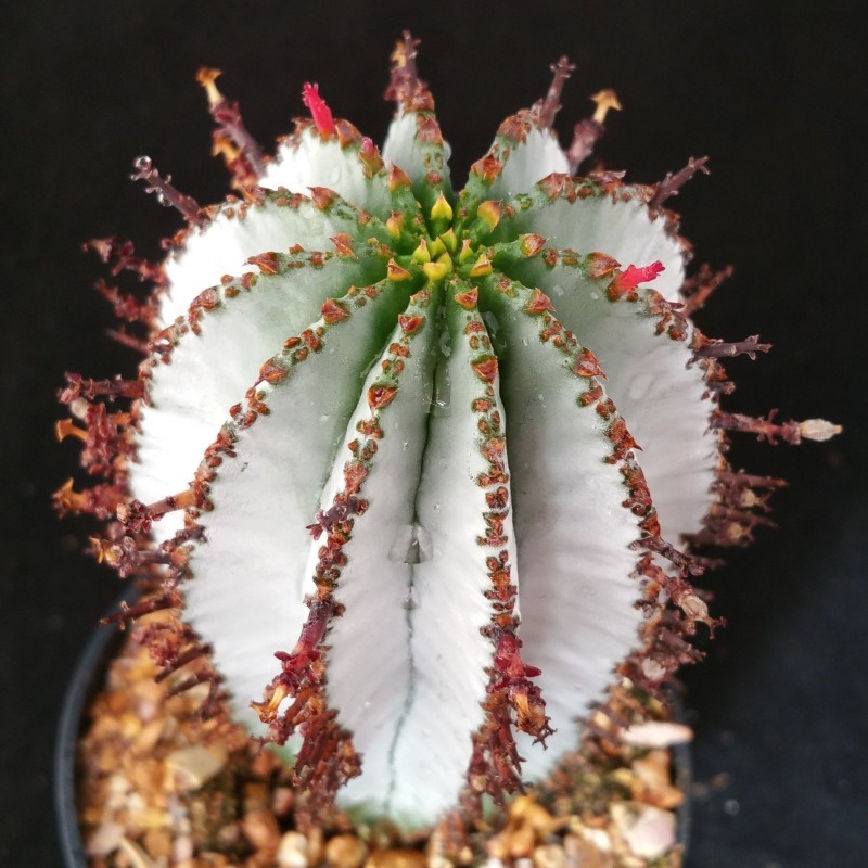 Euphorbia poylgona v. snowflake