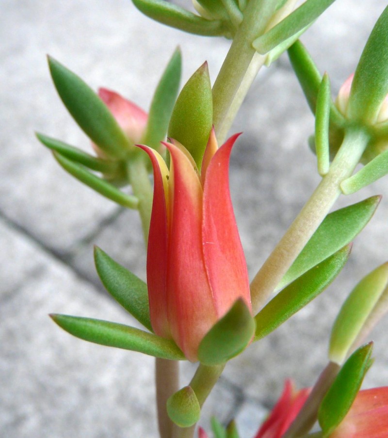 雪莲系 Echeveria 'Speckled Jade'