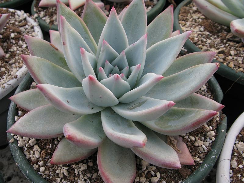 细叶型卡罗拉 E. colorata tapalpa