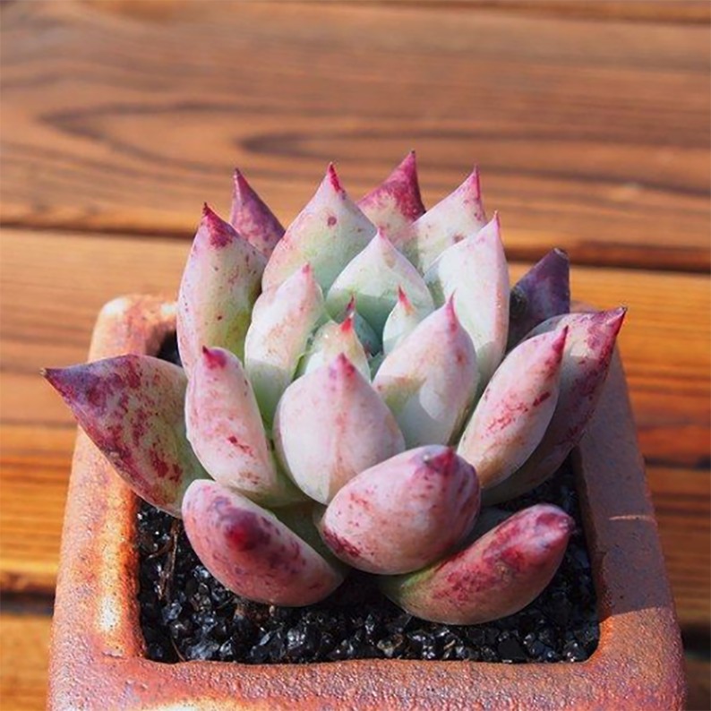 细叶型卡罗拉 E. colorata tapalpa