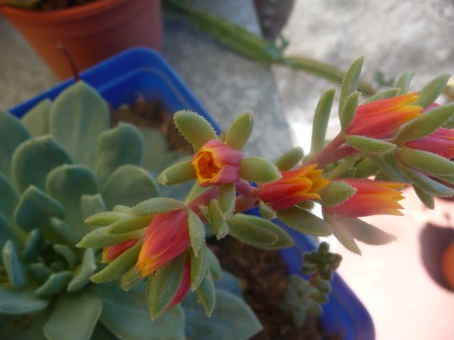 雪莲杂青渚莲 Echeveria Humberto Villa