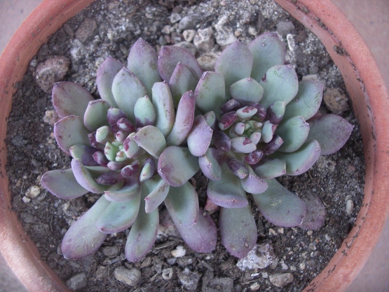雪莲杂青渚莲 Echeveria Humberto Villa