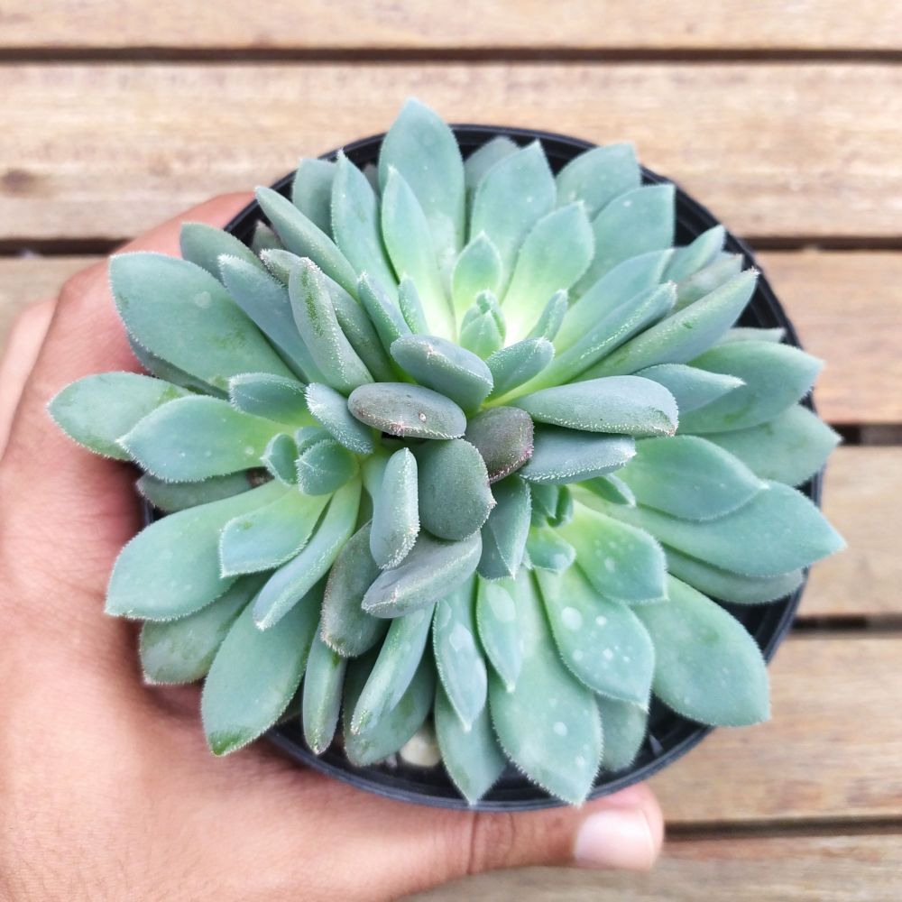 雪莲杂青渚莲 Echeveria Humberto Villa