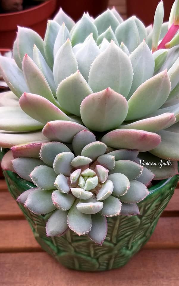 雪莲杂青渚莲 Echeveria Humberto Villa