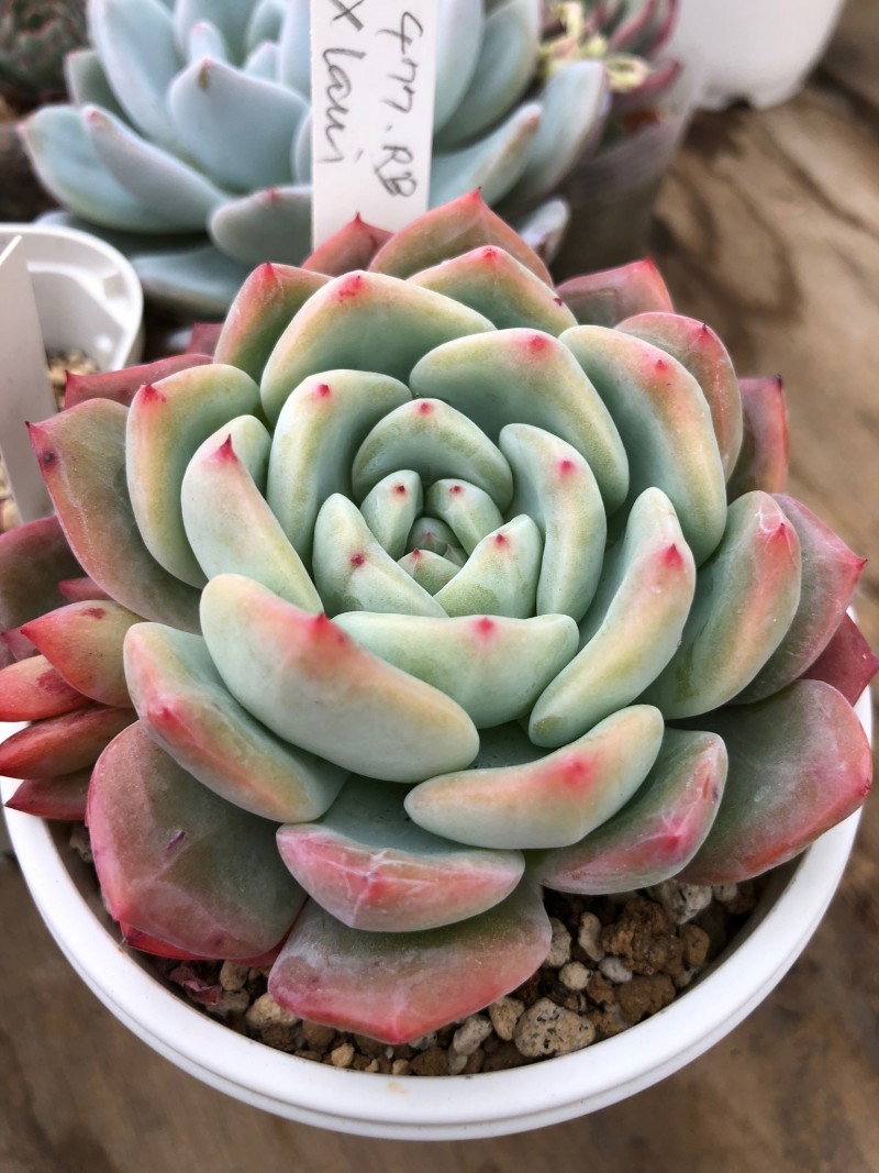 和菓子 Echeveria 'Wagashi'