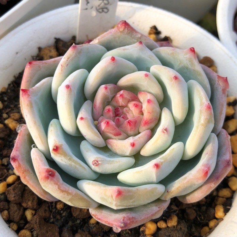 和菓子 Echeveria 'Wagashi'