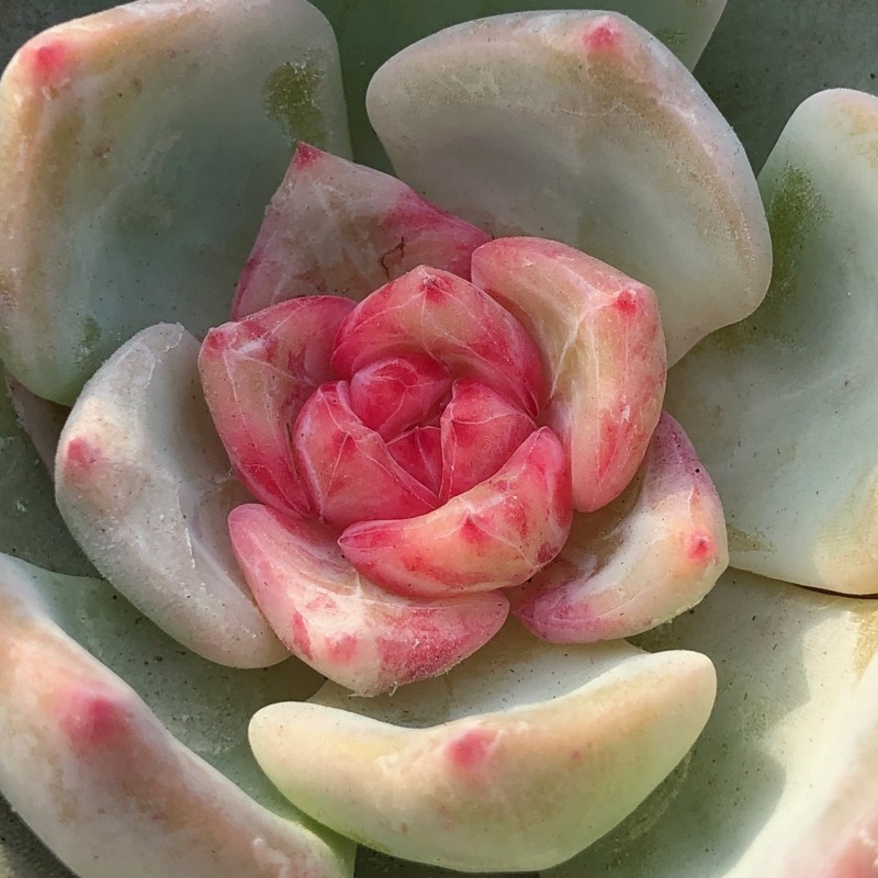 和菓子 Echeveria 'Wagashi'