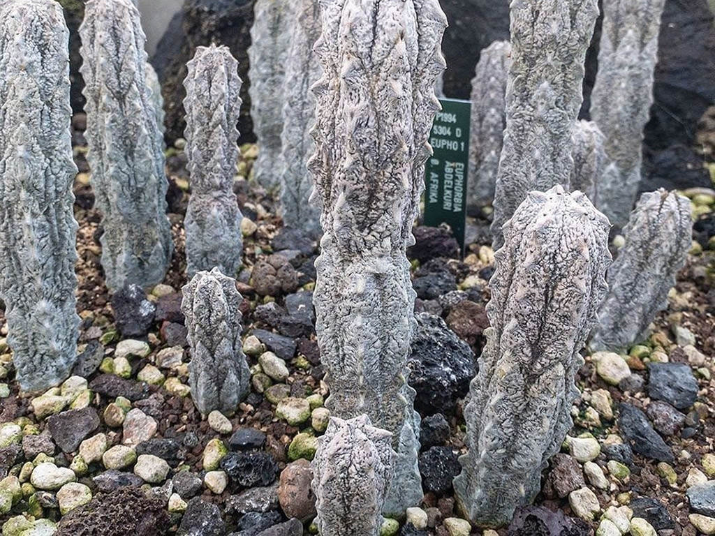 亚迪麒麟 Euphorbia abdelkuri