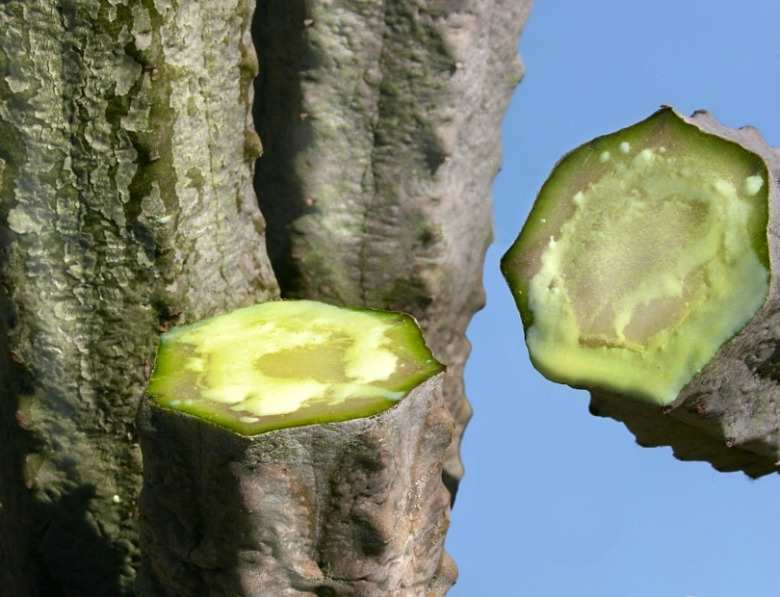 亚迪麒麟 Euphorbia abdelkuri