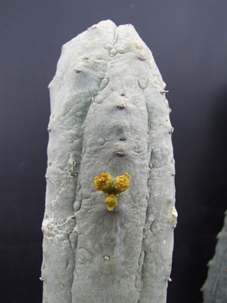亚迪麒麟 Euphorbia abdelkuri