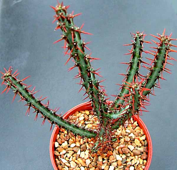 铜绿麒麟 Euphorbia aeruginosa