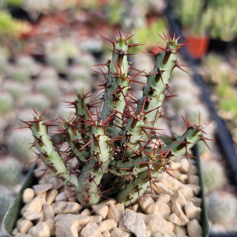 铜绿麒麟 Euphorbia aeruginosa