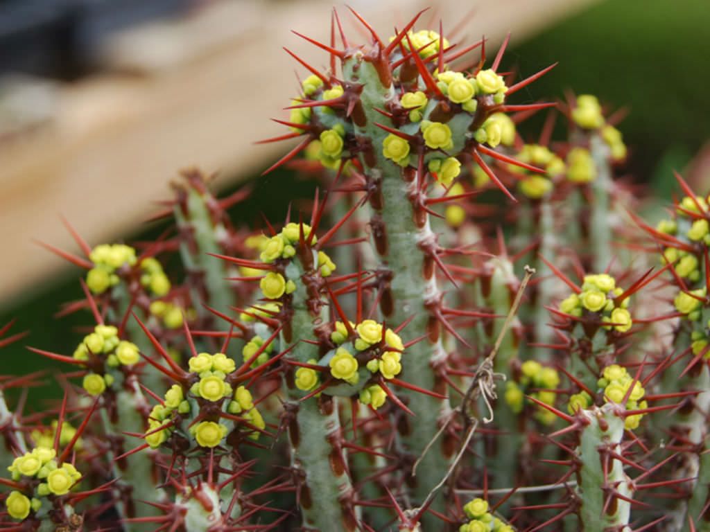 铜绿麒麟 Euphorbia aeruginosa