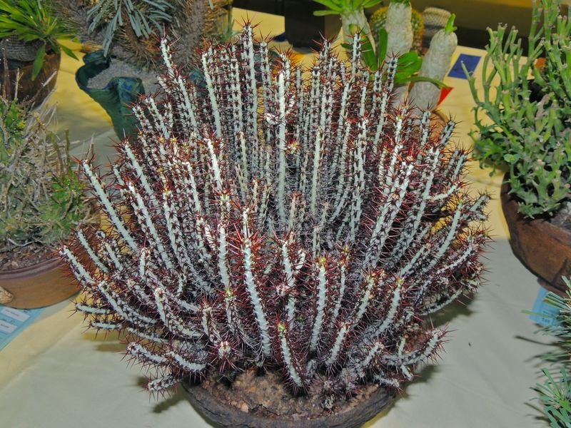 铜绿麒麟 Euphorbia aeruginosa