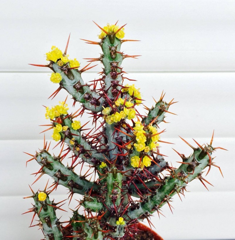 铜绿麒麟 Euphorbia aeruginosa