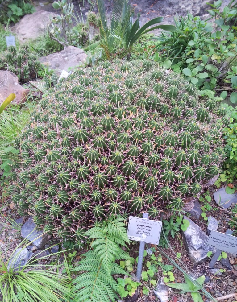 红麒麟 Euphorbia aggregata