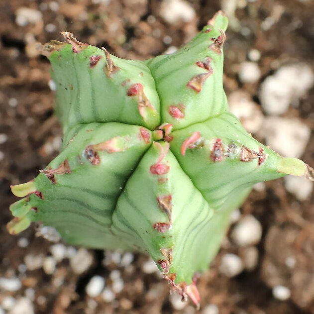 红刺麒麟 Euphorbia anoplia