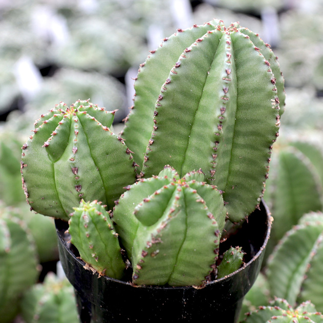 红刺麒麟 Euphorbia anoplia