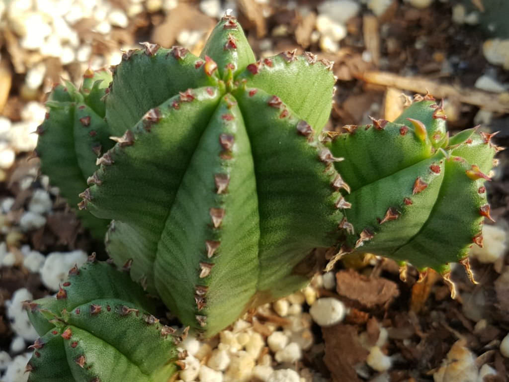 红刺麒麟 Euphorbia anoplia