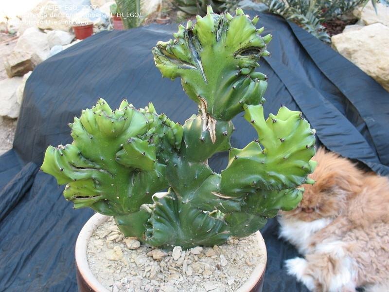 Euphorbia antiquorum 火殃勒缀化