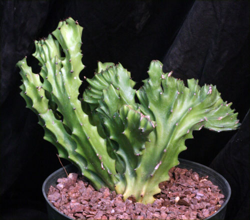 Euphorbia antiquorum 火殃勒缀化